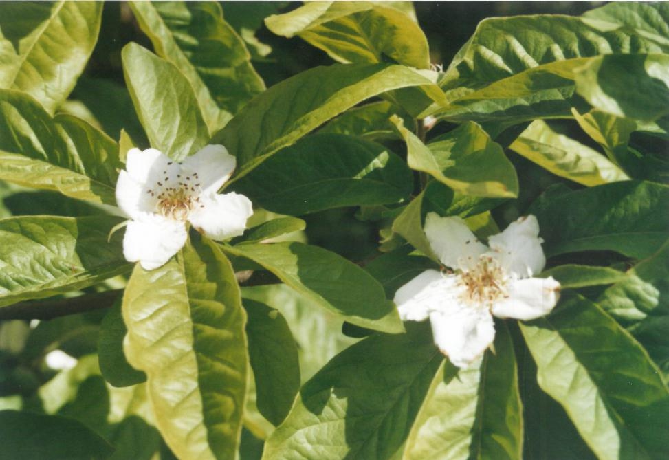 Les grandes fleurs blanches des néfliers produisent un effet décoratif sans pareil en se détachant du feuillage vert foncé du fruitier.