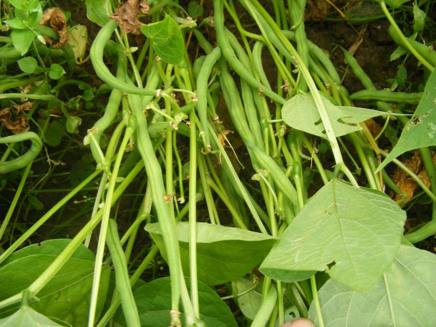 La tendreté des gousses est un critère important aussi bien pour la consommation en frais pour pour la conservation. La récolte des jeunes gousses deux ou trois fois par semaine permet une récolte à maturité idéale. Les variétés modernes permettent un bon groupage de la maturité des gousses pour une récolte unique.