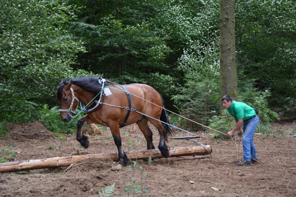 Le maniement du cheval, qui trouve encore toute sa place aux côtés des engins motorisés, sera mis à l’honneur  à travers un concours comportant plusieurs épreuves, notamment en forêt.