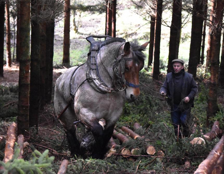 Le cheval en débusquage de bois en long: garant de la préservation des sols et de la végétation.