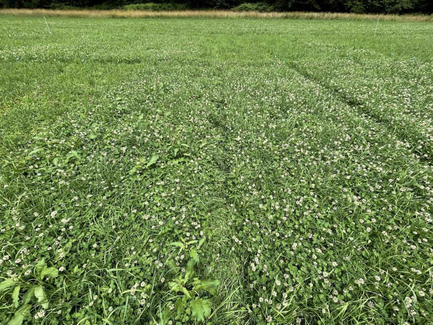 L’effet du nouvel herbicide dédié aux prairies graminées-trèfles peut être observé sur  cette photo comparant le témoin (à gauche) et la parcelle traitée le 11 avril (à droite)  (photo prise le 24 juin, soit deux fauches plus tard).