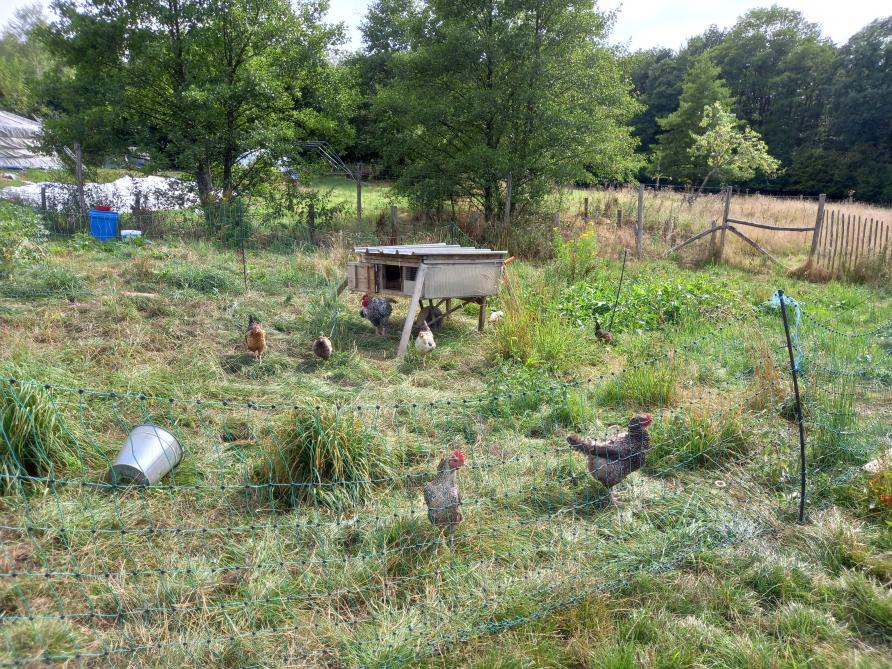 Le poulailler mobile est déplacé régulièrement. Les poules disposent ainsi d’herbe fraîche. Elles amendent le terrain avant les plantations et permettent de gérer les herbes là où les moutons ne vont pas.