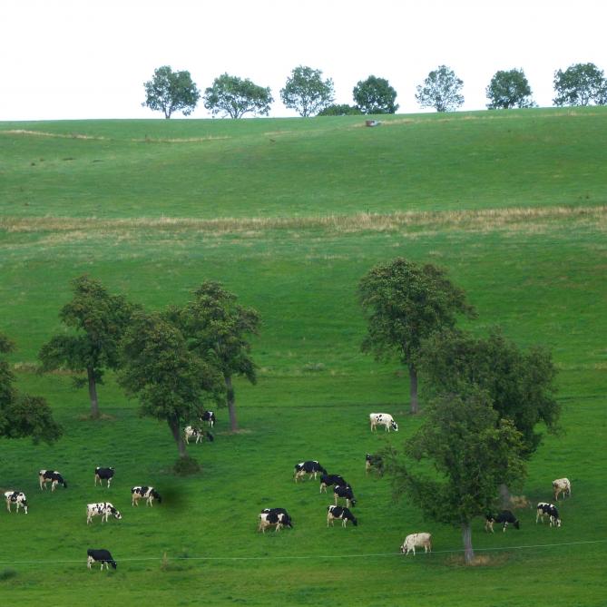 Les vergers hautes tiges du Pays de Herve sont un exemple traditionnel d’agroforesterie.