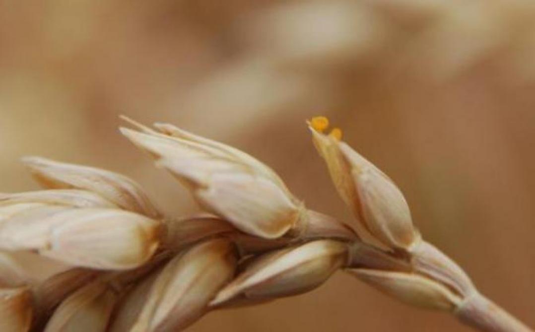 C’est généralement entre l’épiaison et la floraison que les cécidomyie femelles adultes pondent sur l’épi de blé.