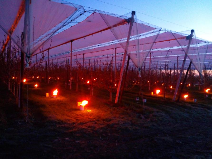 Pour se prémunir du froid, les producteurs peuvent s’orienter vers un système de bougies antigel déjà utilisé en France dans les vignes  et les vergers. Mais cela a un prix ... Une nuit de chauffe peut coûter jusqu’à 2.000€ par hectare.