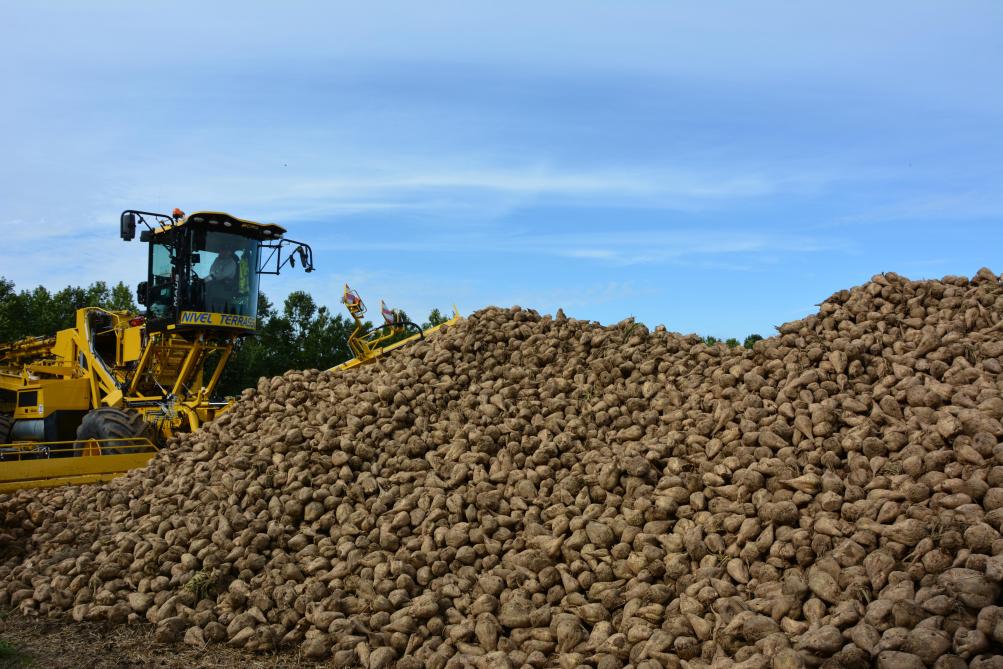 « En 2012, les chiffres montraient une production de sucre de 12 à 13 t/ha. L’année dernière, le seuil de 16 t/ha a presque été atteint. Certains agriculteurs atteindront 20 t/ha cette année », constatent Heidi Pittomvils et André Wauters.
