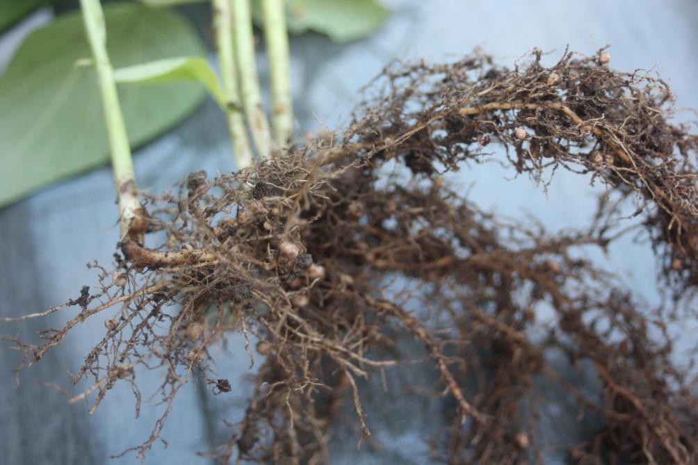 Une bonne structure de sol est nécessaire pour permettre les échanges gazeux requis pour le développement des nodosités sur les racines des Légumineuses (Papillonacées).