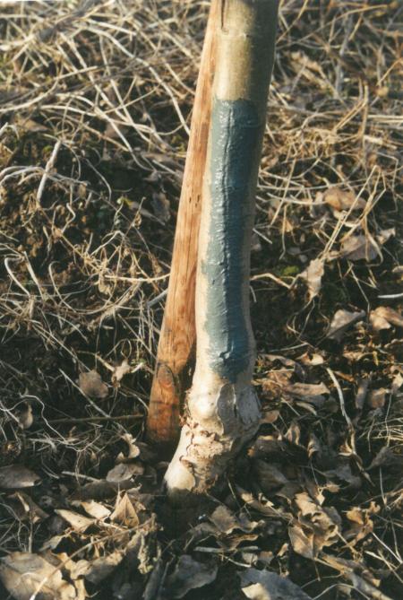 Les gélivures peuvent être colonisées par des champignons responsables de la formation de chancres. Les dégâts qui sont survenus durant l’hiver peuvent être réparés en posant une série d’agrafes, puis un badigeon ou un baume cicatrisant.
