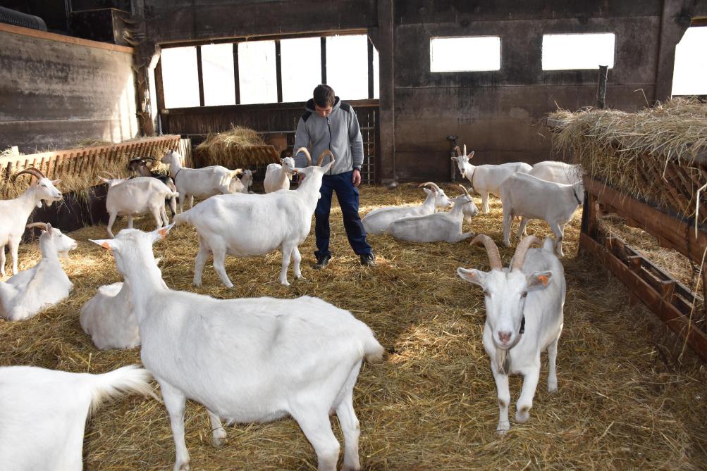Vincent trait une septantaine de chèvres laitières, « un nombre idéal par rapport à la structure de la ferme », estime-t-il.