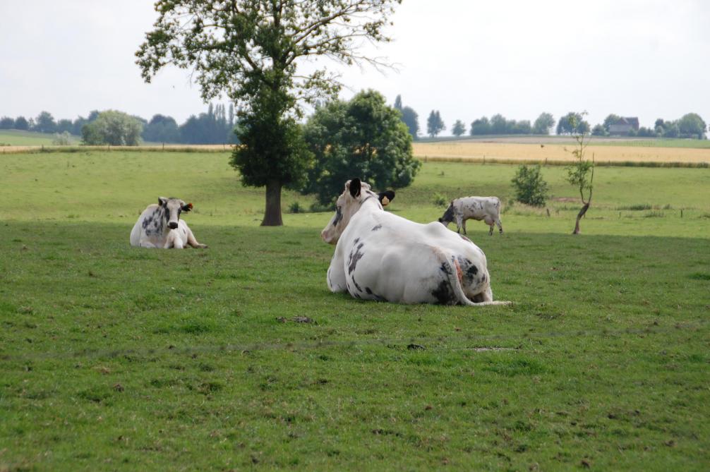 Faire pâturer et « améliorer les performances des bovins, diminuer le taux de réforme, l’âge au premier vêlage, l’intervalle entre les vêlages », sont des éléments importants pour la durabilité économique et environnementale des exploitations.