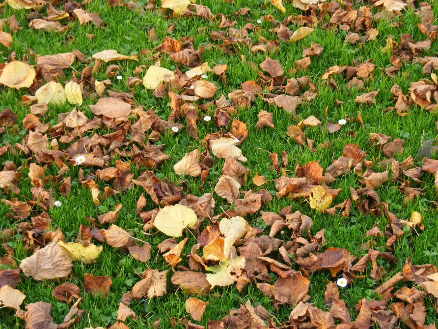 Les feuilles tombées fraîchement peuvent servir de paillage pour le potager. Un séjour de quelques jour en compostage limitera les risques d
