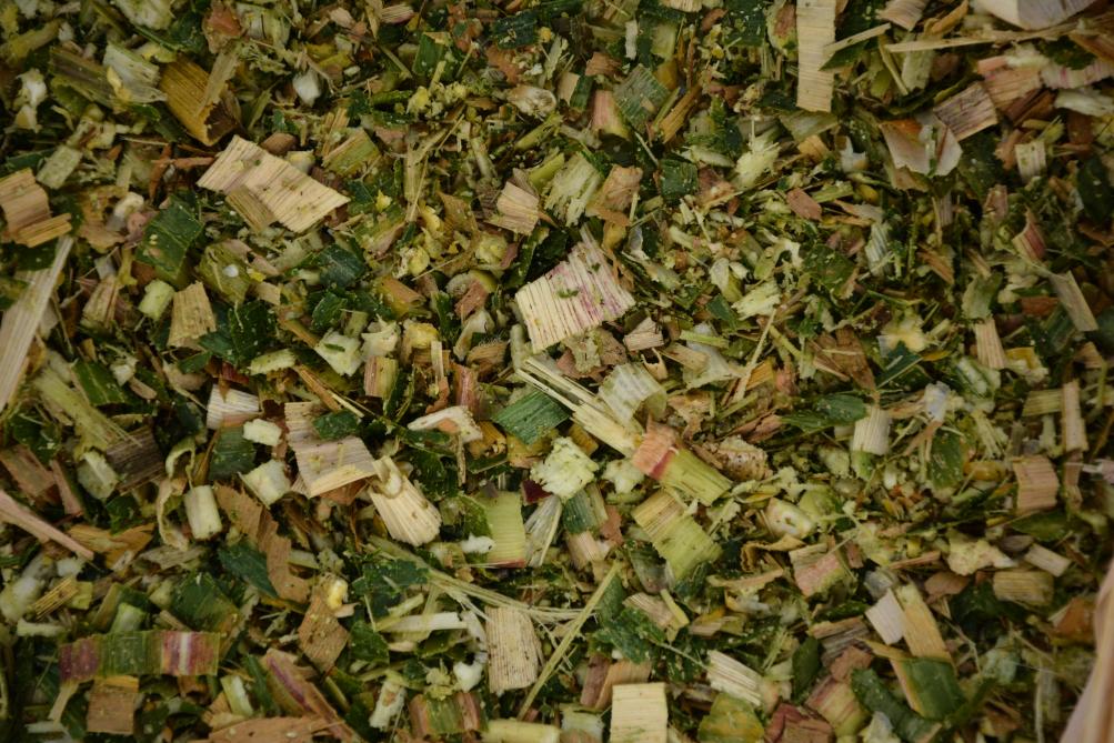Si l’issue de la culture n’est pas certaine (fourrage ou en grain), il vaut mieux sélectionner des variétés « double fin » ou typiquement grain, quitte à les ensiler. Cette option sera moins pénalisante que de récolter en grain une variété fourragère (risque de teneur en humidité du grain trop élevée).