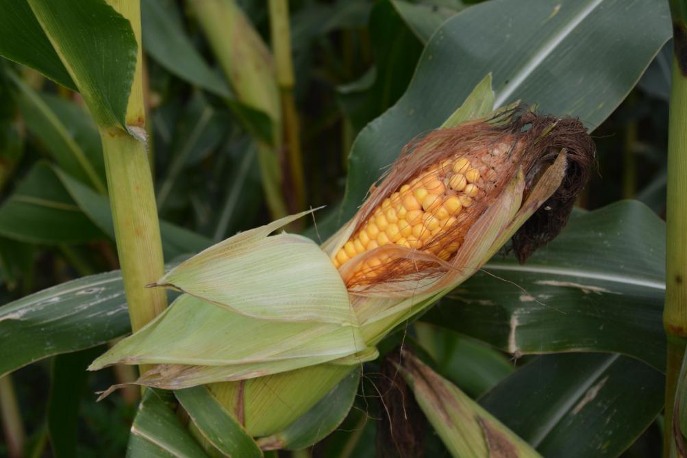 Que ce soit en maïs grain à sécher ou humide, on veillera à sélectionner des variétés régulières d’une année sur l’autre. Une bonne régularité de rendement malgré des conditions climatiques très différentes est une caractéristique importante.
