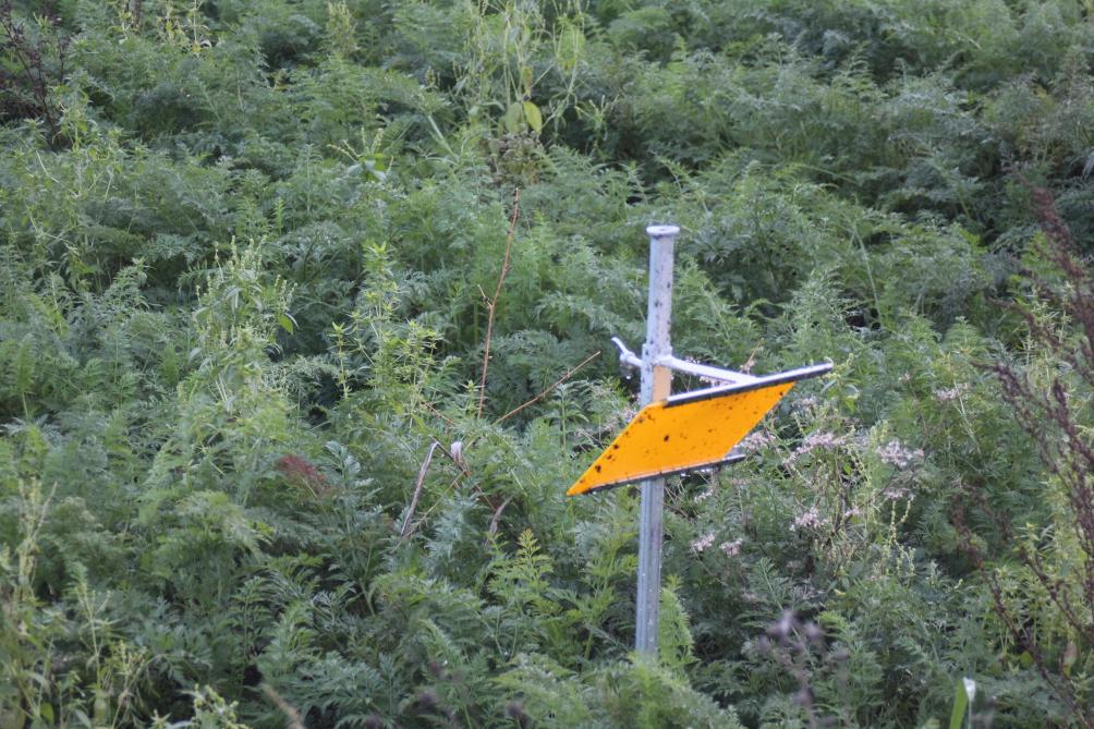 La pose de piège pour repérer  les vols de mouche de la carotte permet  de piloter la protection de la culture,  en conventionnel comme en bio.