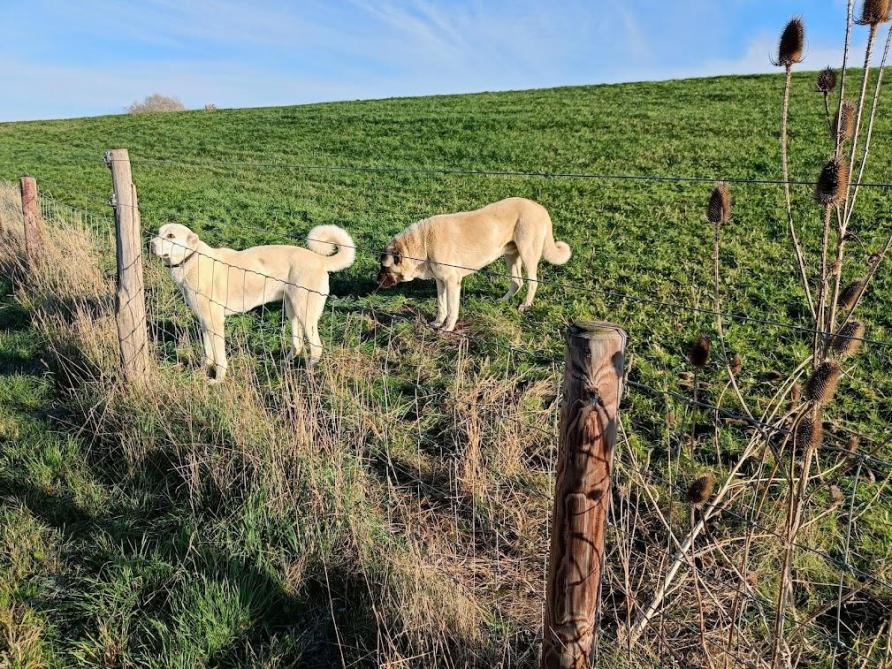 Deux chiens Kangal surveillent le troupeau sur la digue.