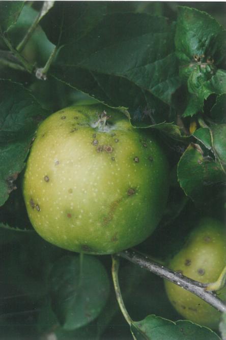 Les défauts de l’épiderme, comme ces dégâts de tavelure tardive, constituent  un critère de déclassement dans les normes européennes de qualité des fruits.