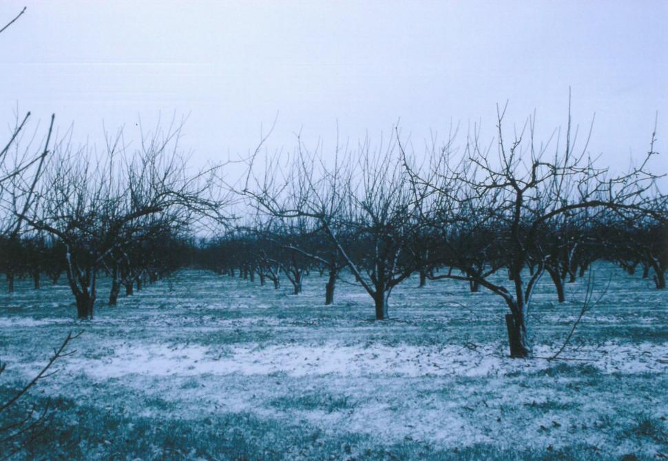 Une couronne en parasol obscurcit la partie basale de l’arbre, ce qui nuit au développement des fruits.