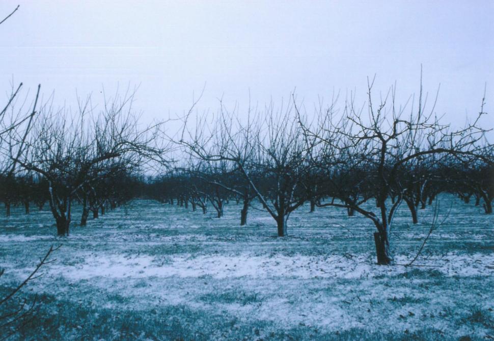 Une couronne en parasol obscurcit  la partie basale de l’arbre, ce qui nuit au développement des fruits.