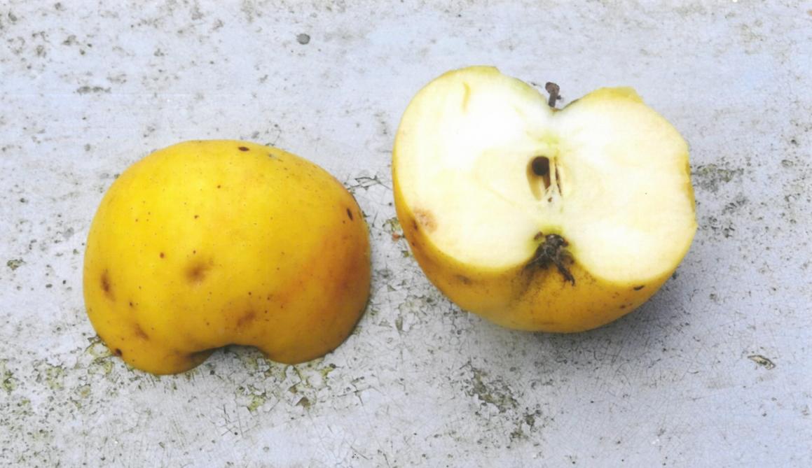 L’état du sol influence également la qualité des fruits. Ainsi, une richesse trop élevée en potassium dans le sol induit une carence en calcium dans l’arbre. Dans la chair des pommes, ce déséquilibre induit fréquemment la formation de points liégeux bruns.