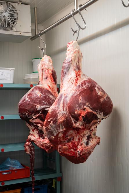 Une fois sortie de l’abattoir, la viande  est suspendue dans la chambre froide  de la ferme pendant une semaine.  Elle est ensuite découpée et vendue.