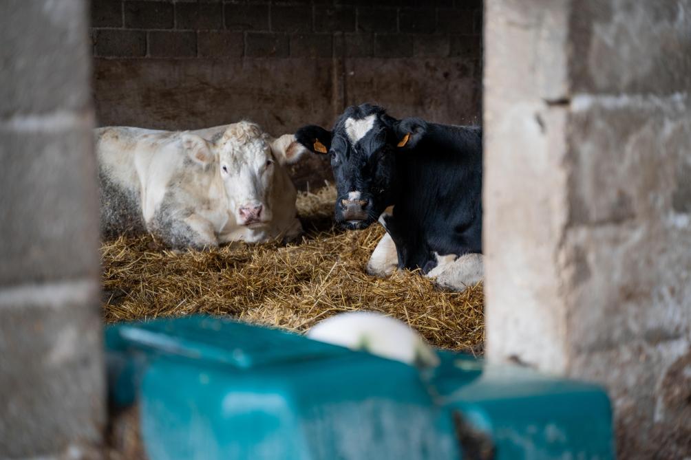 L’exploitation compte environ 120 bovins, tous nés sur place.