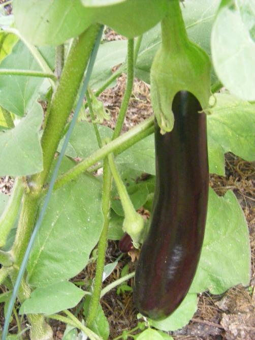 Évitons d'avoir des fruits cachés par des feuilles, n'hésitons pas à enlever une feuille âgée.
