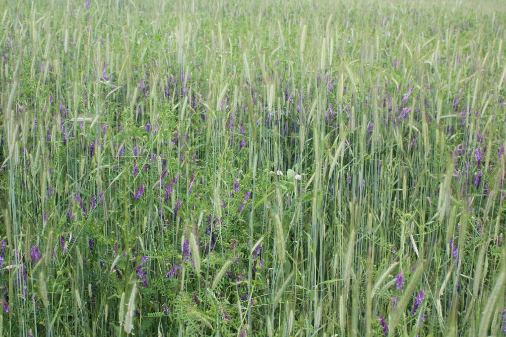Les mélanges luzerne-dactyle ou trèfle-Ray-grass ont de bons potentiels de production. Sur des terres de fertilité limitée, nous pouvons opter pour des mélanges adaptés.