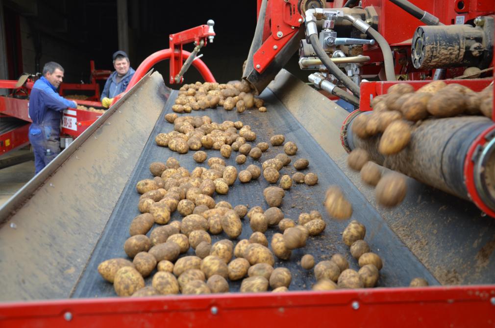 L’enlèvement de la terre adhérente aux pommes de terre permettra de diminuer leur temps de séchage.