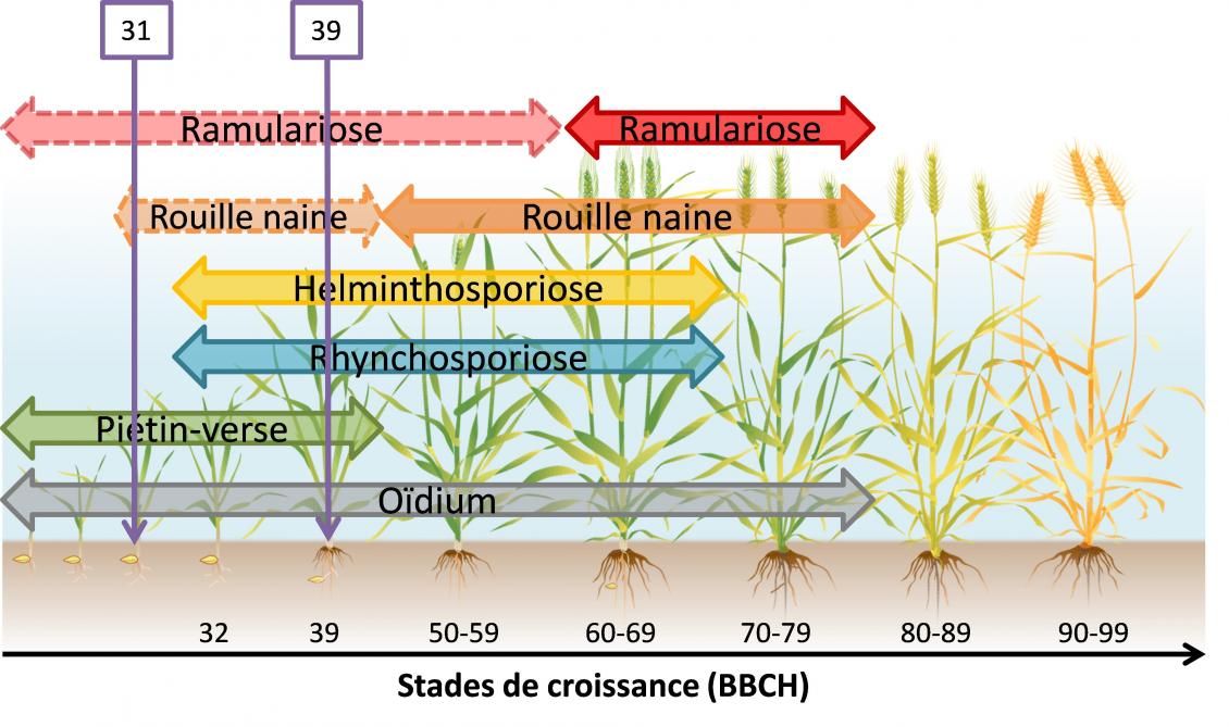 Maladies fongiques de l’escourgeon en fonction des stades de croissance. Les flèches verticales représentent les stades clés de protection de la culture en fonction de l’échelle BBCH.