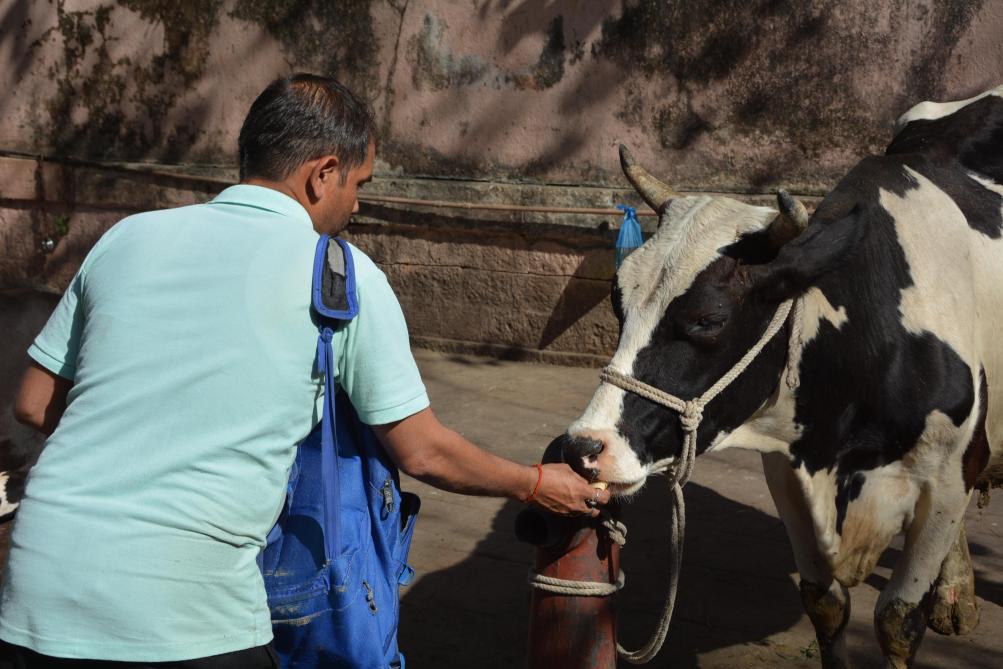 Au détour d’une rue, en plein Mumbai, un passant prend soin d’une vache et veille à lui apporter la nourriture dont elle a besoin.