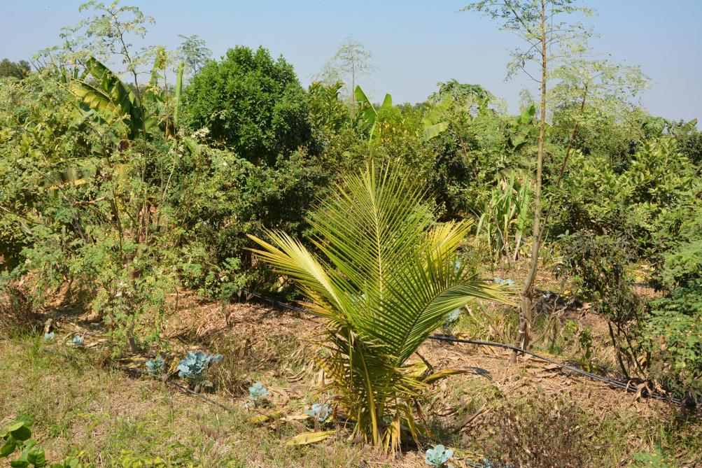 Cocotiers, bananiers, figuiers... La parcelle de Rajdeep s’apparente à une jungle peuplée de fruitiers sous lesquels poussent de nombreux légumes (choux, ail, piment...).