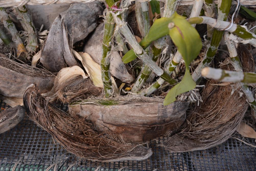 À Vanita Farm, les orchidées sont cultivées selon un système «hors sol»et prennent place sur un support de coco.
