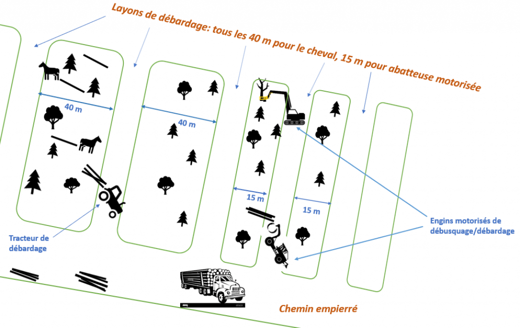 Schéma: le débardage en forêt.