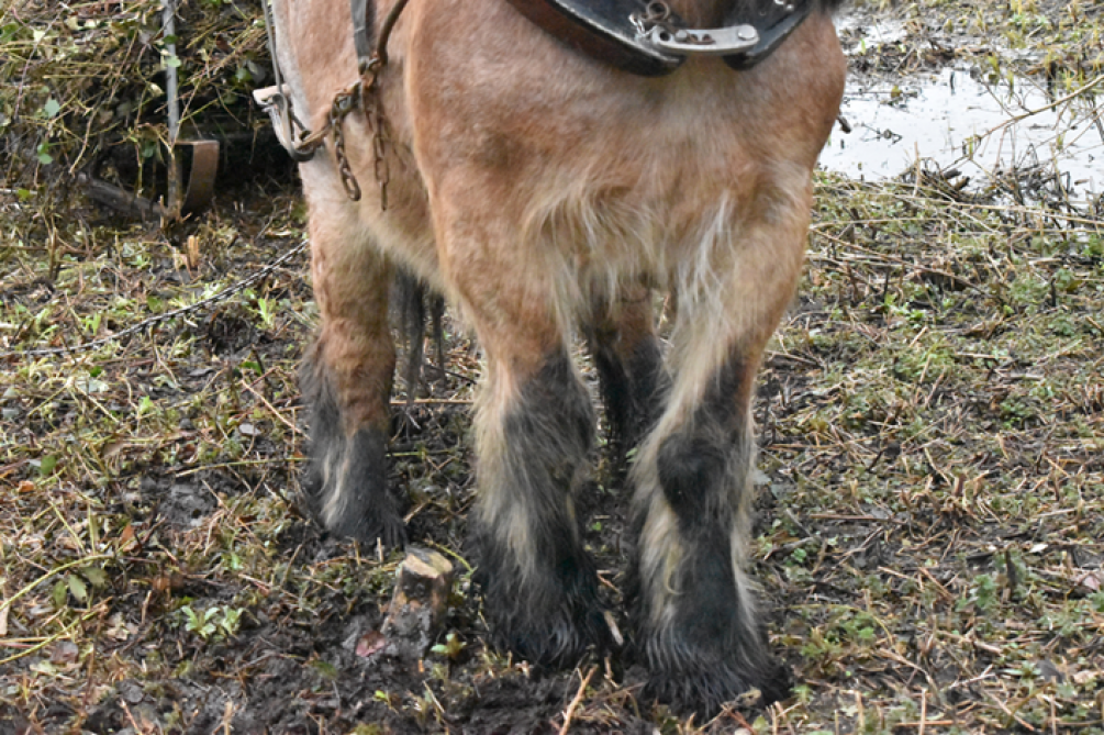 Sur sol humide peu portant, le cheval n’altère pas le sol.