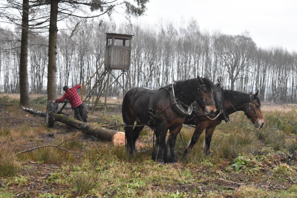 Utilisation des chevaux en paire avec trinqueballe.