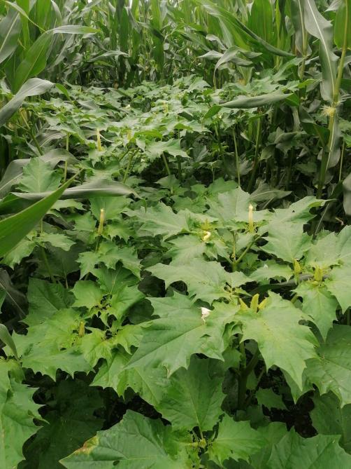 Vu sa toxicité et sa forte concurrence vis-à-vis du maïs,  il est important de contrôler le datura dès sa levée.