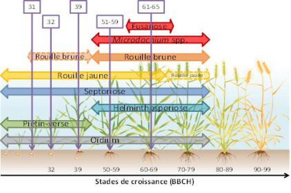 Maladies fongiques du froment en fonction des stades de croissance. Les flèches verticales correspondent auxstades clés de protection de la culture.