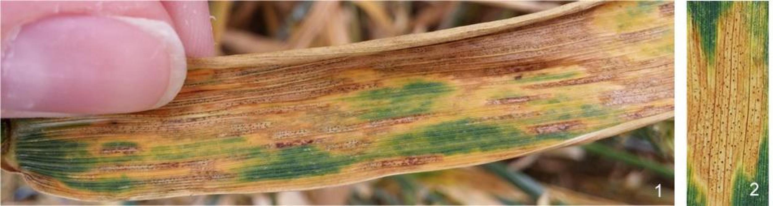 (1) Symptômes de la septoriose ( Z. tritici ) en froment. (2) Zoom sur les nécroses avec pycnides (points noirs) typiques de cette maladie.