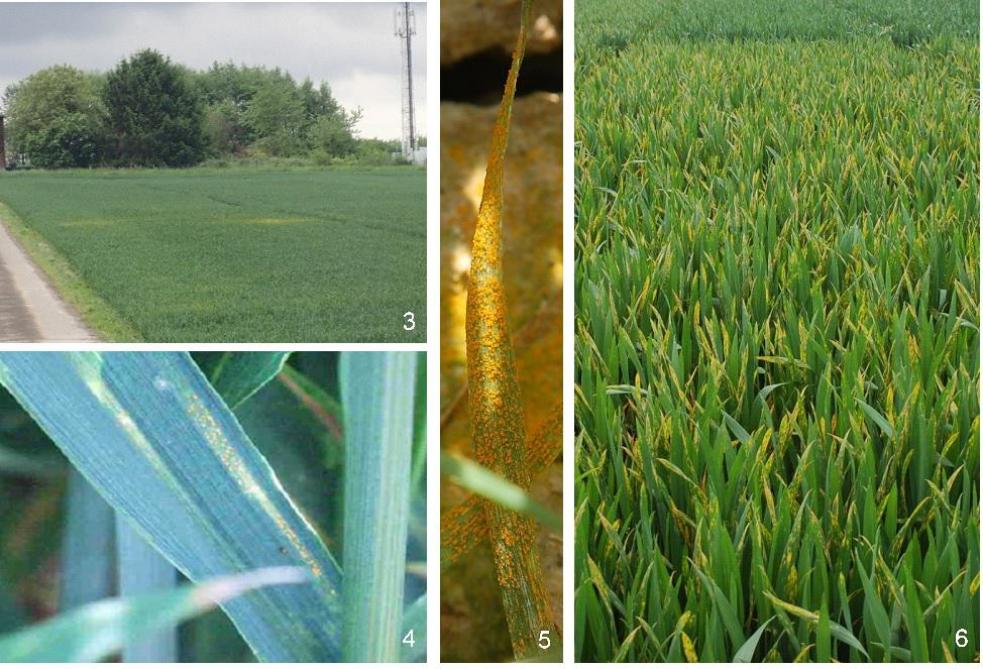 Symptômes de rouille jaune en froment: (3) ronds de rouille jaune dans un champ; (4 et 5) pustules de rouille jaune alignées le long des nervures; (6) aspect des feuilles suite à une infection en rouille jaune.