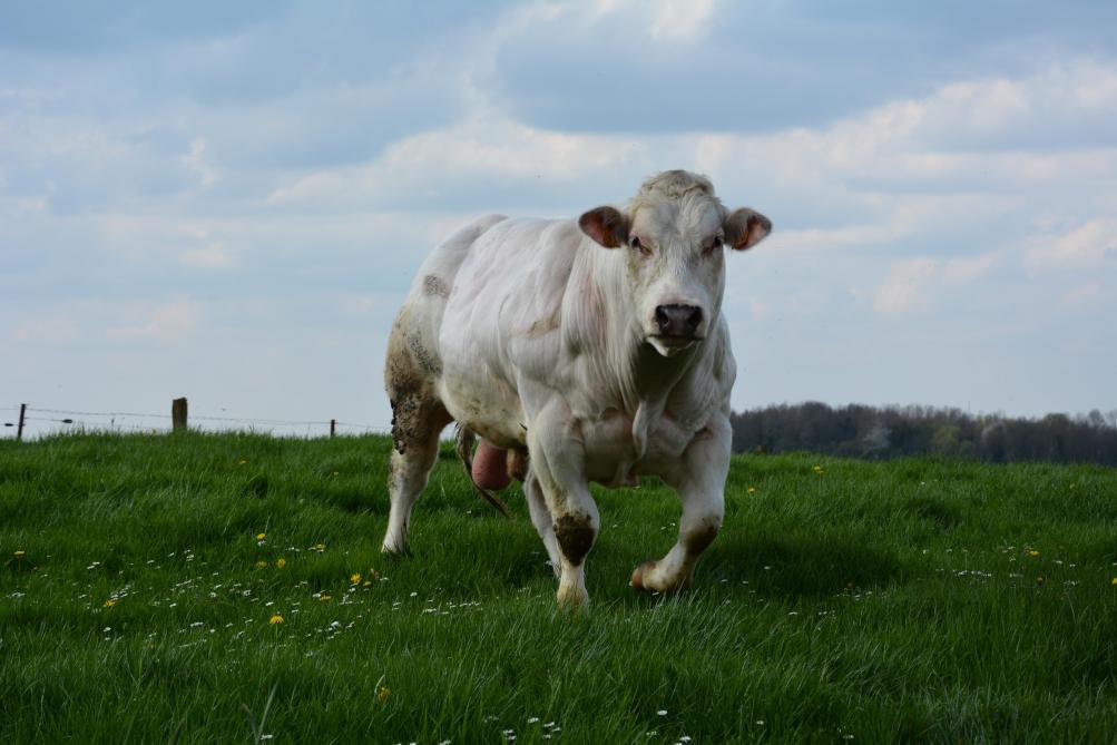 Avec l’augmentation de la taille des troupeaux et la réduction de la main-d’œuvre disponible, la maîtrise du comportement des animaux devient un objectif de plus en plus important pour les éleveurs afin de faciliter la conduite du troupeau au pâturage et la manipulation des animaux en contention.