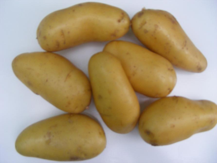 Les pommes de terre primeur sont souvent cuites en robe des champs. L