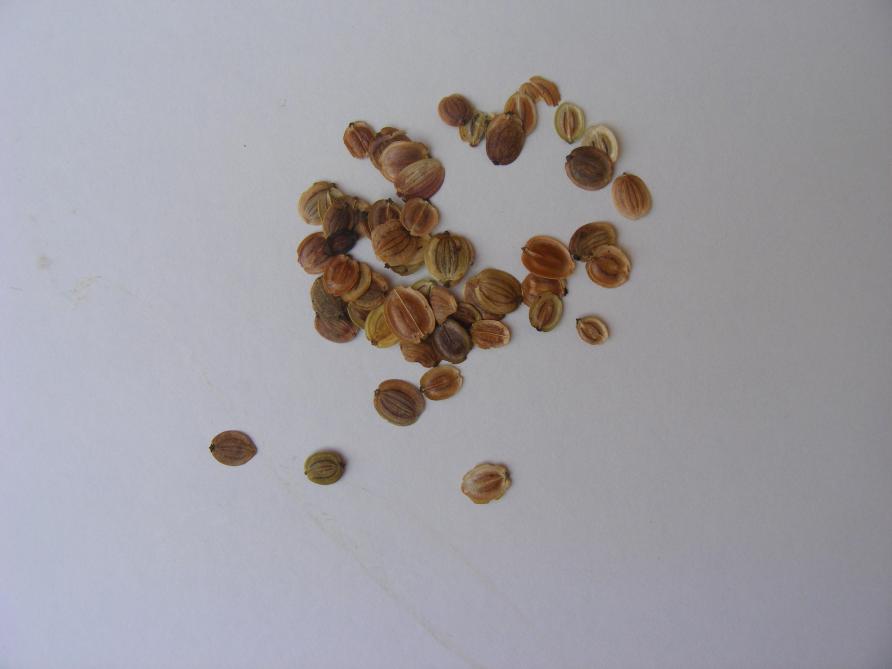 Les côtes comissurales très développées des semences de panais compliquent la mécanisation de semis.