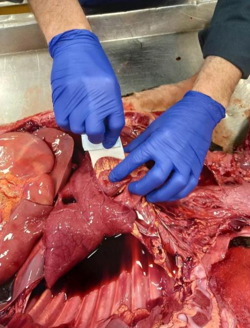 Dans le cadre de son stage, à l’Arsia, Sarah y étudie la pertinence d’un nouveau test de détection de la néosporose bovine.