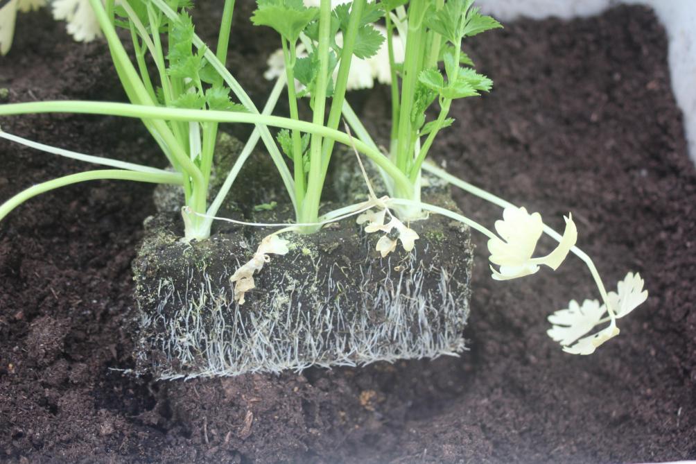 L'enracinement de ces céleris rave est très dense. Mais la végétation indique clairement que les réserves de la motte sont épuisées. Si la plantation ne pouvait se faire rapidement en pleine terre, une fertilisation d'appoint serait nécessaire, ou un repiquage pour des lots de taille modeste.