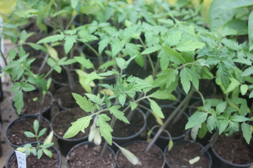 Ces plants de tomate ont souffert d'être repiquées tardivement après avoir épuisé le terreau de semis. Elles reprennent de la couleur sur la partie supérieure de la végétaion après repiquage dans un terreau plus riche.