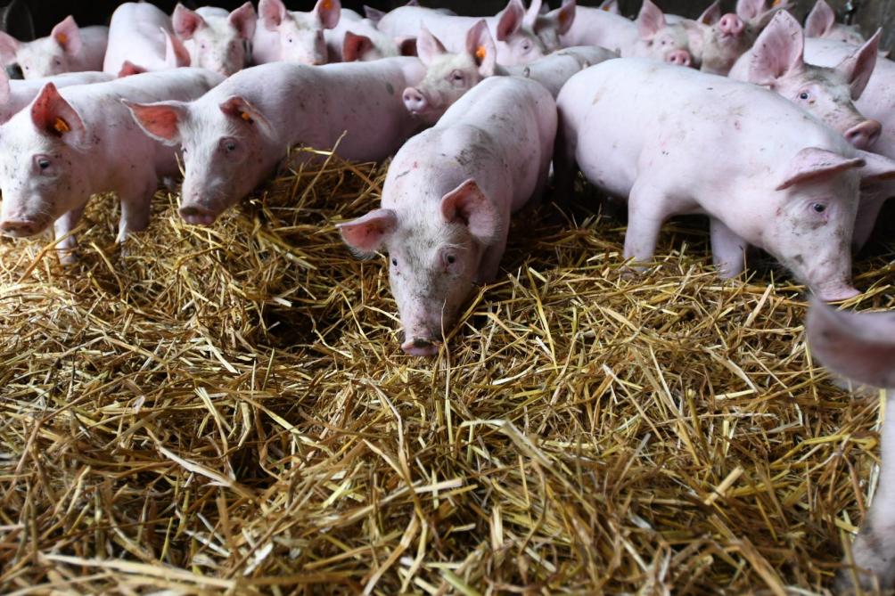 En rejoignant PQA, les Godfriaux ont aussi opté pour le label Porc fermier de Wallonie.
