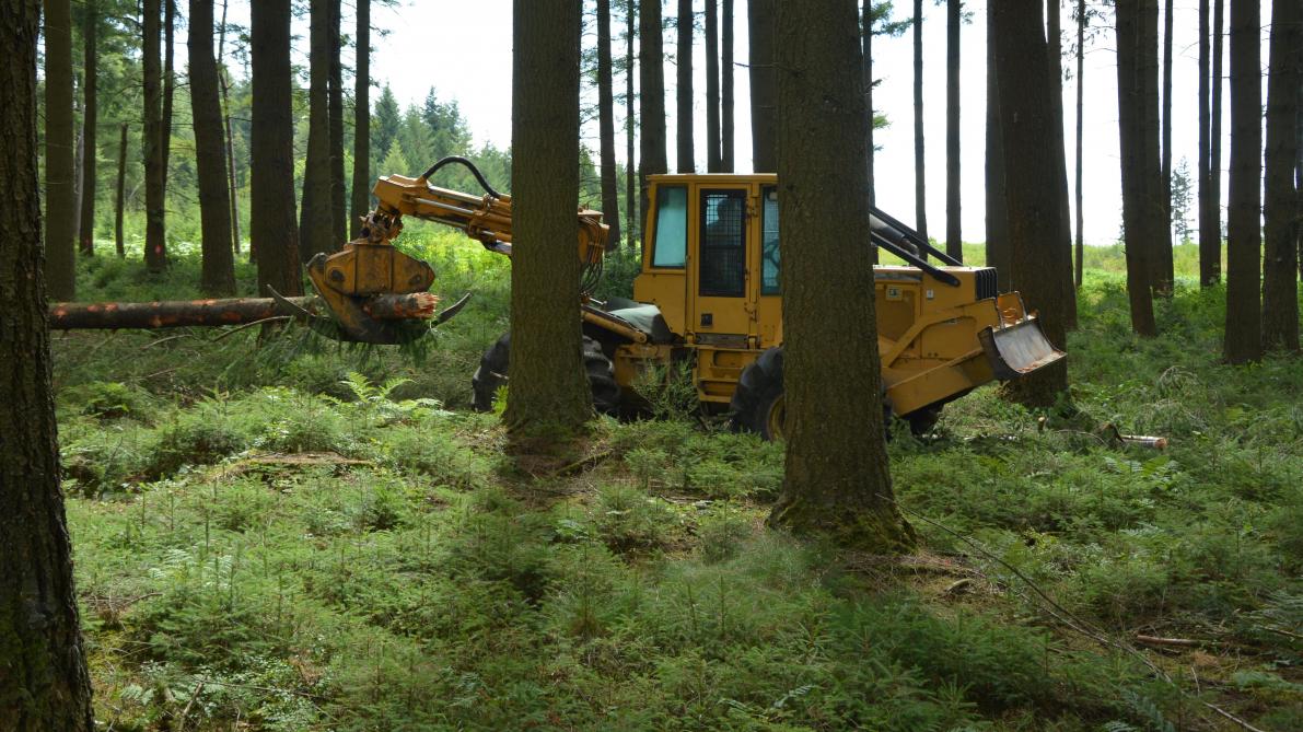 Prix moyens des bois sur pied pour le printemps 2023 Le Sillon Belge