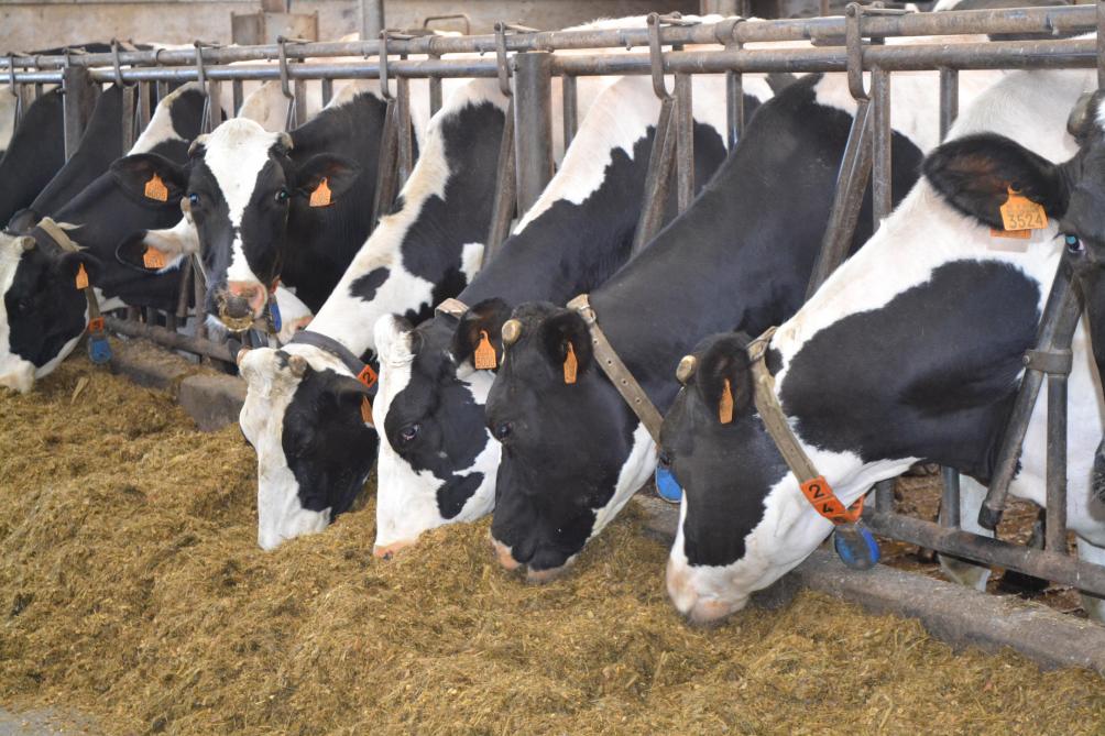 En Belgique, les livraisons de lait se sont élevées à 4,320 milliards de litres en 2022.