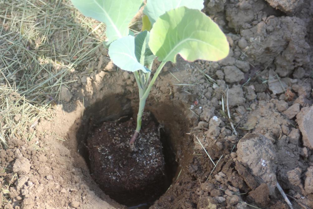 Le plant est placé en contact direct avec la boue du fond du trou de plantation.