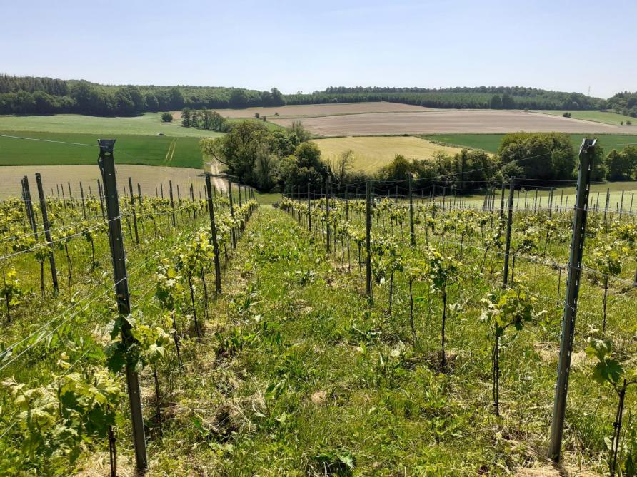 Le Clos de Bousale planté en 2020 par Arnaud Van Daele, agriculteur huttois et Benoît Haag, développeur d'entreprises du monde rural.